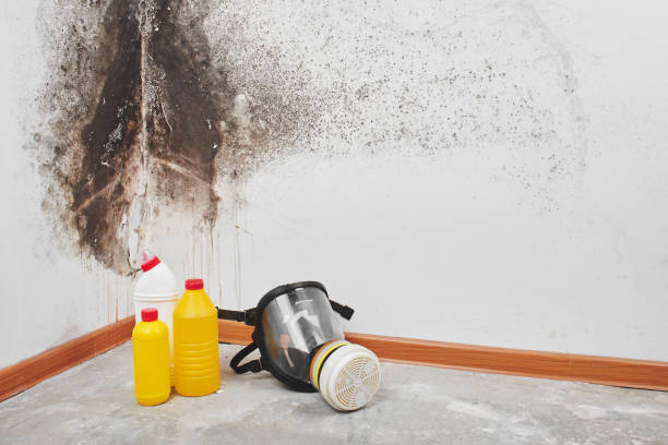 Best Localized Mold Remediation (e.g., coastal areas, humid climates) in Queen Anne, MD