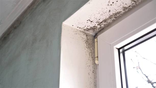 Professional Mold Remediation in Queen Anne, MD