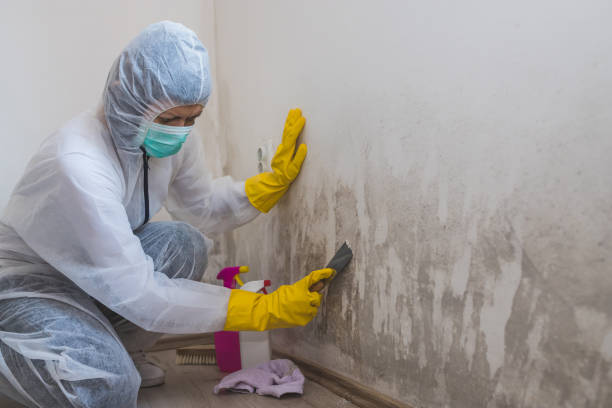 Best Black Mold Remediation in Queen Anne, MD