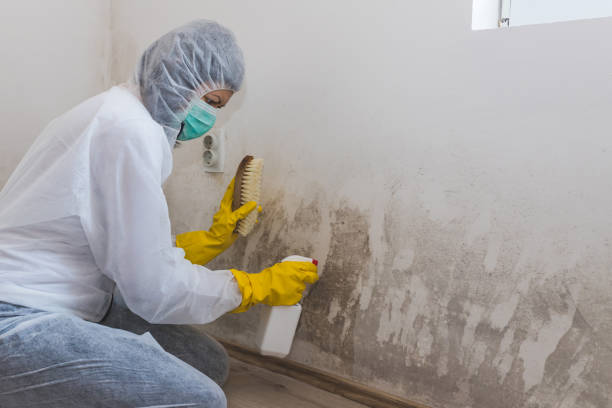 Best Mold Testing and Inspection Services in Queen Anne, MD