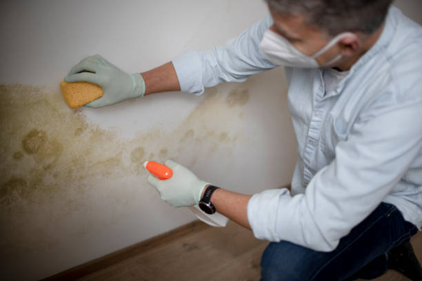 Best Attic Mold Remediation in Queen Anne, MD