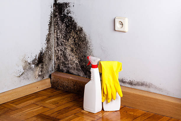Best Post-Flood Mold Remediation in Queen Anne, MD